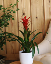 نبتة قوزمينيا بزهور حمراء حوض سيراميك باللون الأبيض